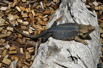 Australia, Zoology, Reptile