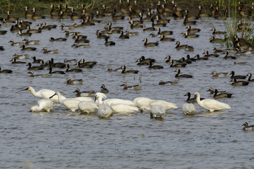 Spatule blanche,.Platalea leucorodia, Eurasian Spoonbill, Dendrocygne veuf,.Dendrocygna viduata,...