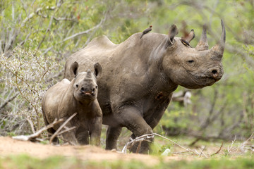 Naklejka premium Nosorożec czarny, samica i młode, Diceros bicornis, Park Narodowy Krugera, RPA