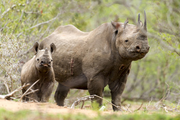 Fototapeta premium Nosorożec czarny, samica i młode, Diceros bicornis, Park Narodowy Krugera, RPA
