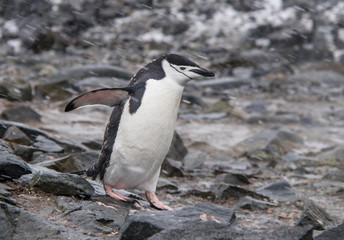 Obraz premium Lone Chinstrap Penguin on the Coast of Antarctica