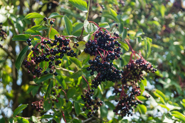 Schwarzer Hollunder - Sambucus nigra