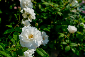 白いバラ
