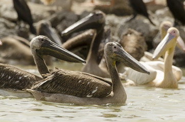 Pélican blanc, colonie, Pelecanus onocrotalus, Great White Pelican, Sénégal
