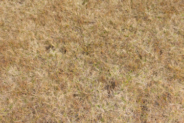 grass from a mountain meadow
