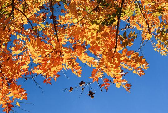 Colorful autumn leaves of Ailanthus altissima in the park