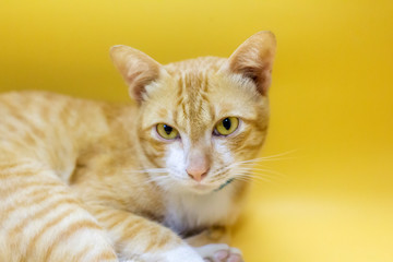 Close up Thai Yellow Cat And yellow background