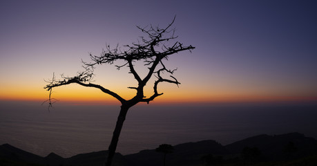 Silhouette of a tree facing the cantabrian sea at dusk