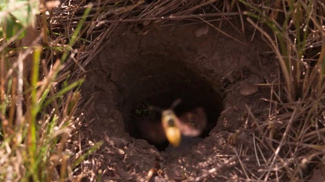 Wasps swarm flying out Vespiary Macro close up shot Slow Motion video. Wasp insect wild nature.