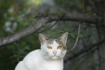 Naklejka na ściany i meble White street cat with beautiful eyes, sitting between trees