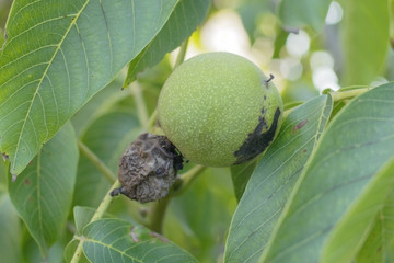 spoilage of a walnut on a tree