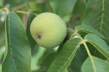 walnut ripens on a tree