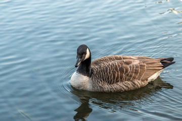 Canadian goose