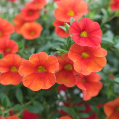 colorful blooming petunia, popular summer flower in the garden