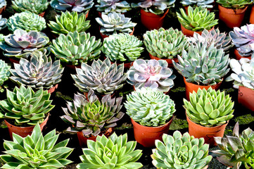 succulents