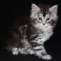 Obraz premium Adorable Maine Coon Cat Kitten