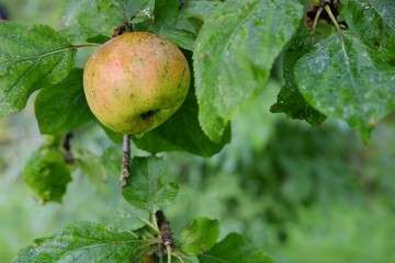 Apfel nach dem Regen