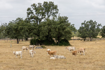 Cows in the fields of Salamanca, Spain