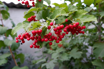 Viburnum berries on a tree. Red berries on a branch with leaves. Kalina in the summer.