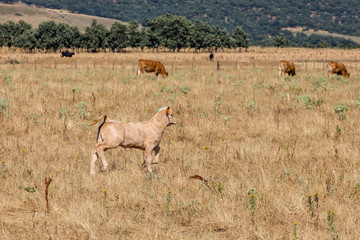 Naklejka premium Cows in the fields of Salamanca, Spain