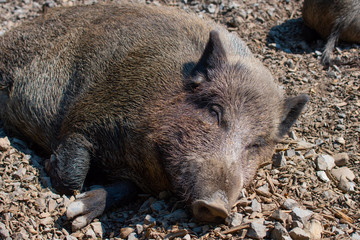 Wildschwein