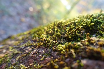 A Day In the Forrest