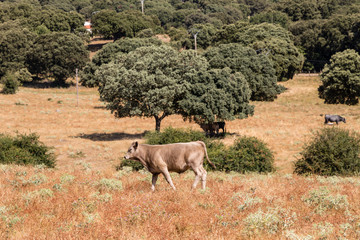 Cows in the fields of Salamanca, Spain