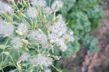 Flowering of lettuce. Air flowers from seeds.