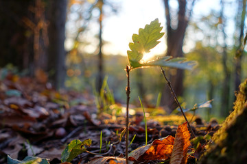 A Day In the Forrest