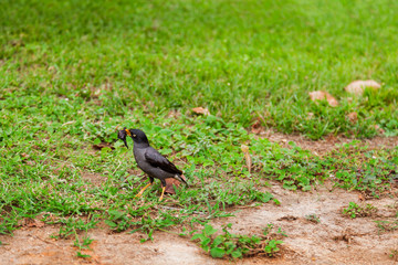Myna bird caught something and carries in its beak. Singapore.