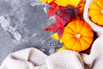 Thanksgiving pumpkins with colorful fall leaves in cosy knitted blanket close up with copy space