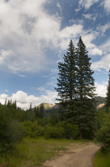 Two Pine Trees Against a Blue Sky with Clouds, Near Ouray, Colorado