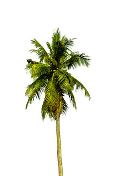 Single Coconut Tree.isolate on white background