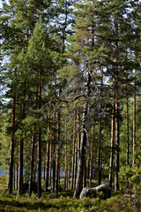 Tree trunks of a typical finnish pine  forest