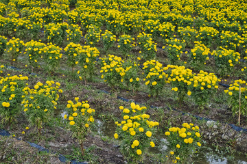 Yellow flower marigold garden