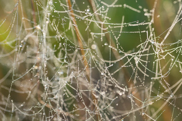spider web covered with morning dew macro