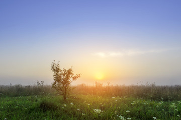 Obraz na płótnie Canvas Landscape Of Green the field Under Scenic Summer Colorful Sky In sunlight Sunrise. Sky line. Copy Space On Clear Sky.