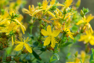 St John's wort, hypericum perforatum flowers