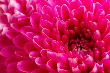 magenta pink chrysanthemum fresh flowers close up macro background