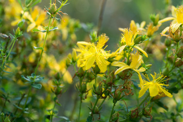 St John's wort, hypericum perforatum flowers