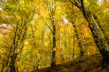 Fototapeta na wymiar Autumn forest with yellow leaves