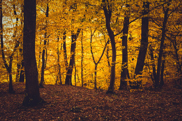 Autumn forest with yellow leaves