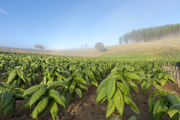 Lavoura de fumo em propriedade rural brasileira