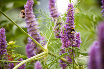 Bee on Agastache
