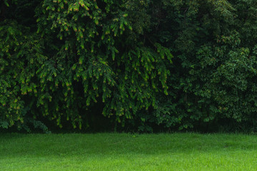 Fresh green forest in the park 