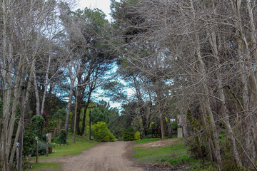 Bosque de pinos