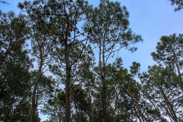 copas de bosques de pinos 