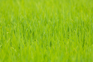 Fototapeta premium Rice in Thailand