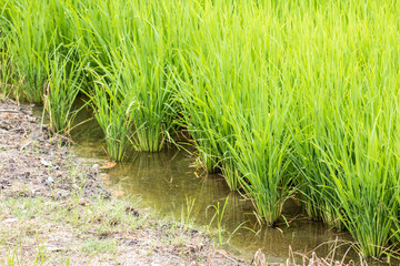 Rice in Thailand