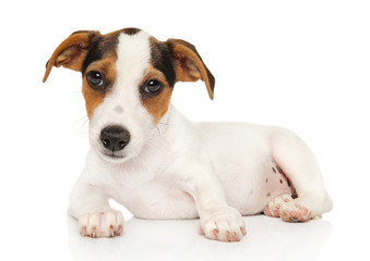 Jack Russel terrier on white background